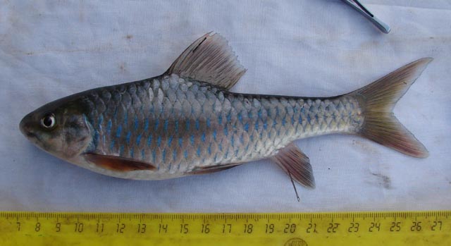 (Varicorhinus Rüppell, 1835) Род ХРАМУЛИ 37 видов